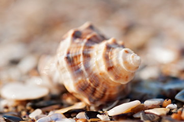 Seashell