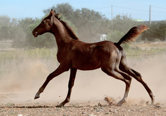 Young arabian foal