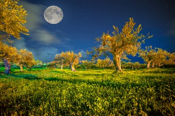  Night view of the tangerine garden at Cape Milazzo, Sicily, Ital © Andrew Mayovskyy