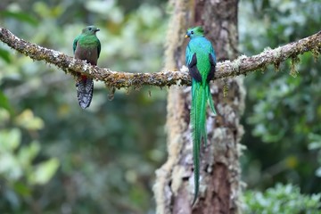 Male and female of resplendent quetzal