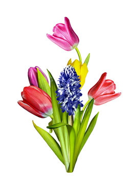 spring flowers tulips isolated on white background. hyacinth