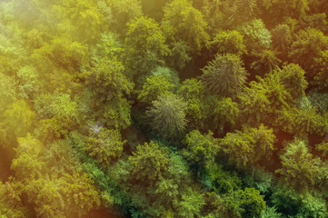 Fototapeta na wymiar Healthy green forest in sunlight