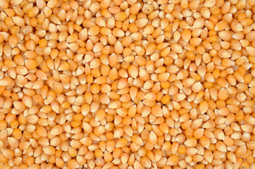 Raw popcorn