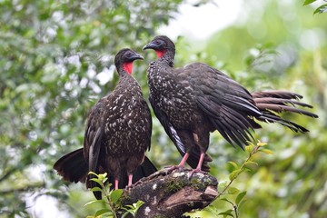 Couple of crested guan
