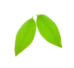 plant leaf (star gooseberry leaf) isolated on a white background