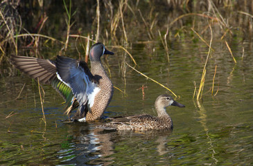 blue winged teal