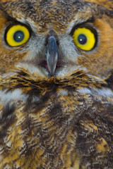 Great Horned Owl
