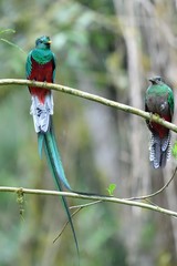 Couple of resplendent quetzal