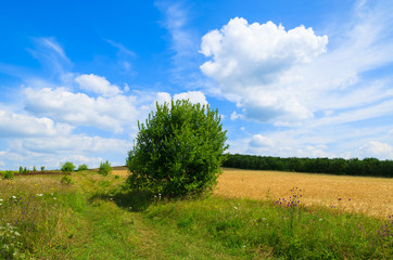 Fototapeta na wymiar View of green farming field in summer landscape of Poland