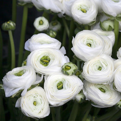 White ranunculus (persian buttercup)