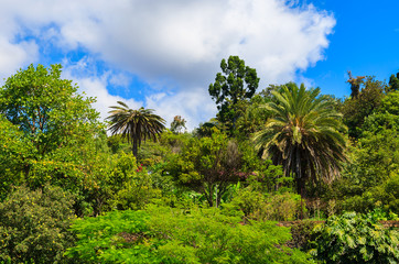 Fototapeta na wymiar Monte tropical gardens in Funchal town, Madeira island, Portugal