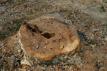 Stump of a freshly cut tree surrounded by saw dust