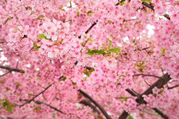 Fototapeta premium 河津桜