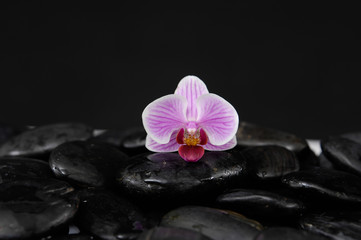 Obraz na płótnie Canvas Still life with orchid with black pebbles 