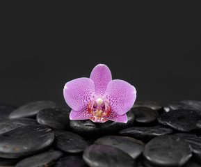 Still life with orchid with black pebbles 