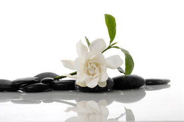 Still life Gardenia with leaf and zen stones