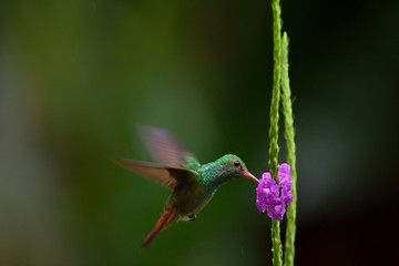 Rufous-tailed hummingbird 