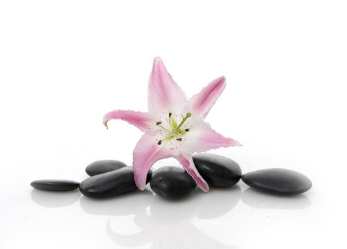 Spa concept with lily and black stone 