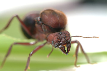 Queen ants on green leaf.