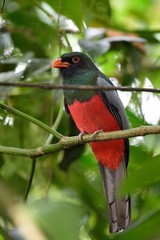 Slaty-tailed trogon 