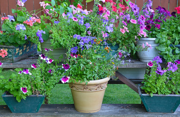 Fototapeta na wymiar Colorful summer flower planters