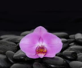 Fototapeta na wymiar beautiful pink orchid and black pebbles-black background
