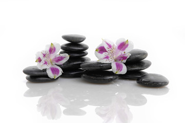 Fototapeta na wymiar Set of beautiful orchid on black stacked stones