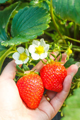 strawberry plant in hand