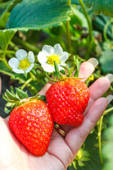 strawberry plant in hand