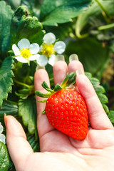 Obraz premium strawberry plant in hand