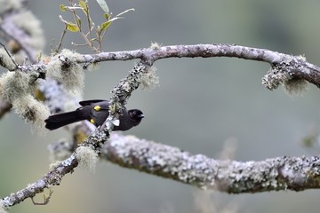 Yellow-thighed finch