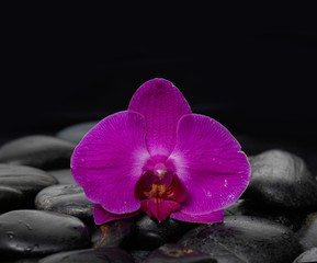 Fototapeta na wymiar Macro of red orchid with zen stones-black background