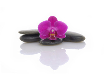 Beautiful orchid on stones on white background