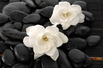 Naklejka na ściany i meble Two Gardenia with black stones background