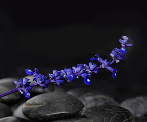 lavender blue flower with black pebbles 