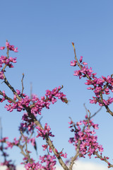Spring - New growth and flowers on a Redbud tree