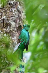 Male of resplendent quetzal nesting