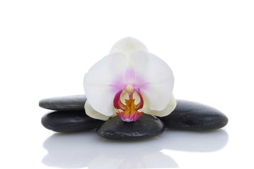 Fototapeta na wymiar Beautiful orchid on stones on white background