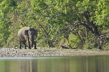 Wild asian elephant in Bardia, Nepal