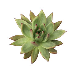  Miniature succulent plants