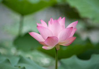 blooming lotus flower