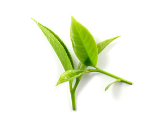 Green tea leaf isolated on white background