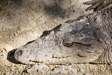 Head of a Crocodile