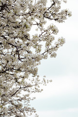 Spring bloosom tree.