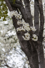 Spring bloosom tree.
