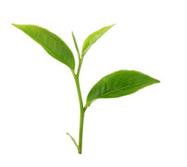 Green tea leaf isolated on white background.