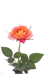 Fototapeta premium Roses.