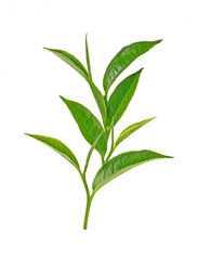 Green tea leaf isolated