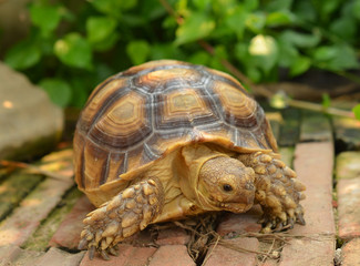 turtle