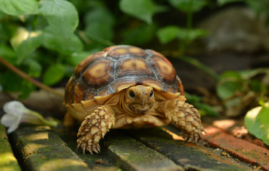 turtle